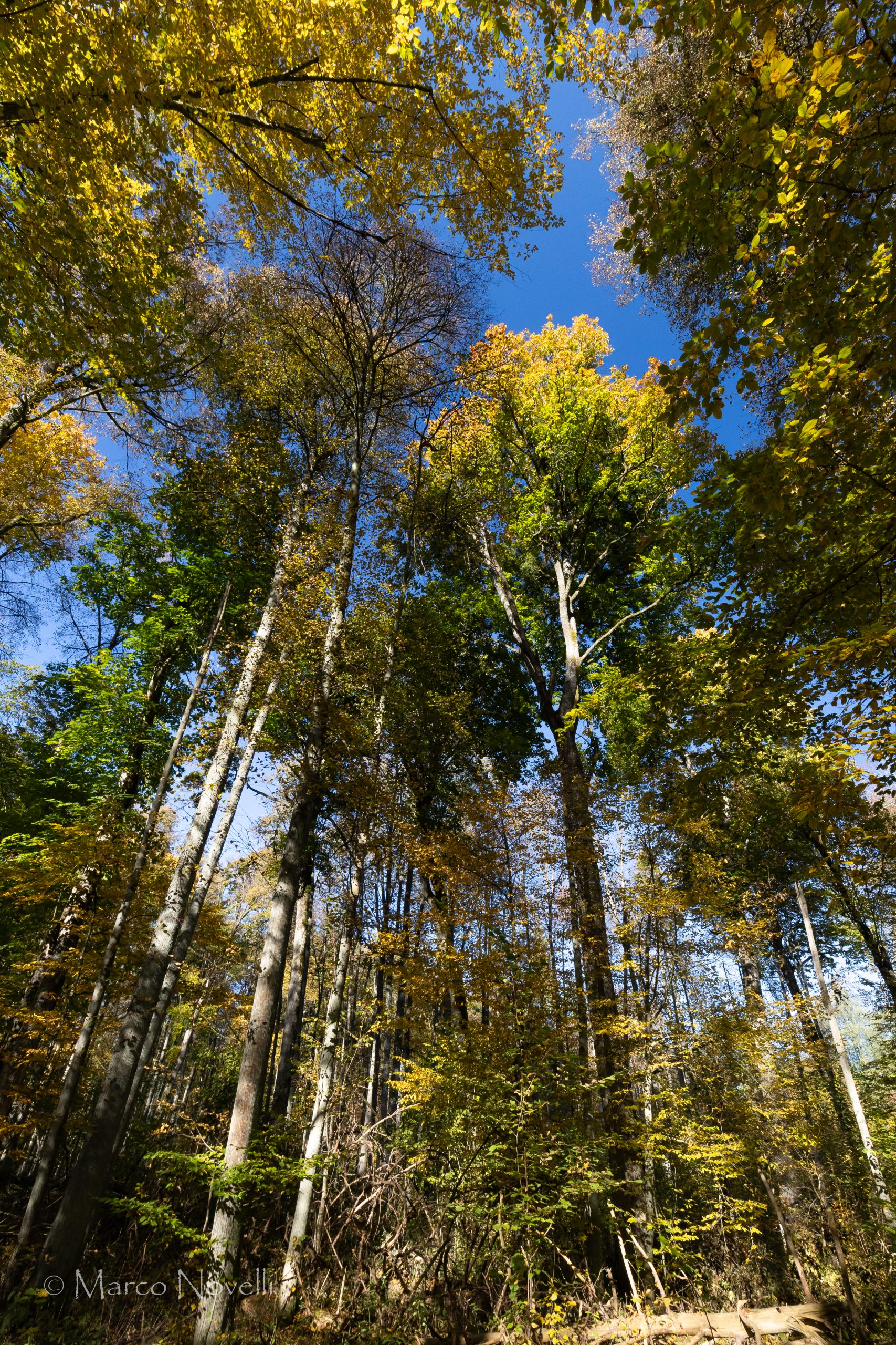M. Novelli -145 foresta