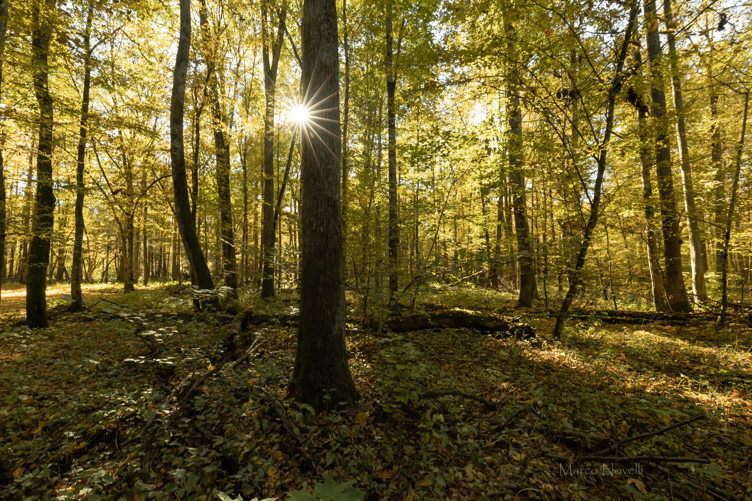 M. Novelli -146 foresta