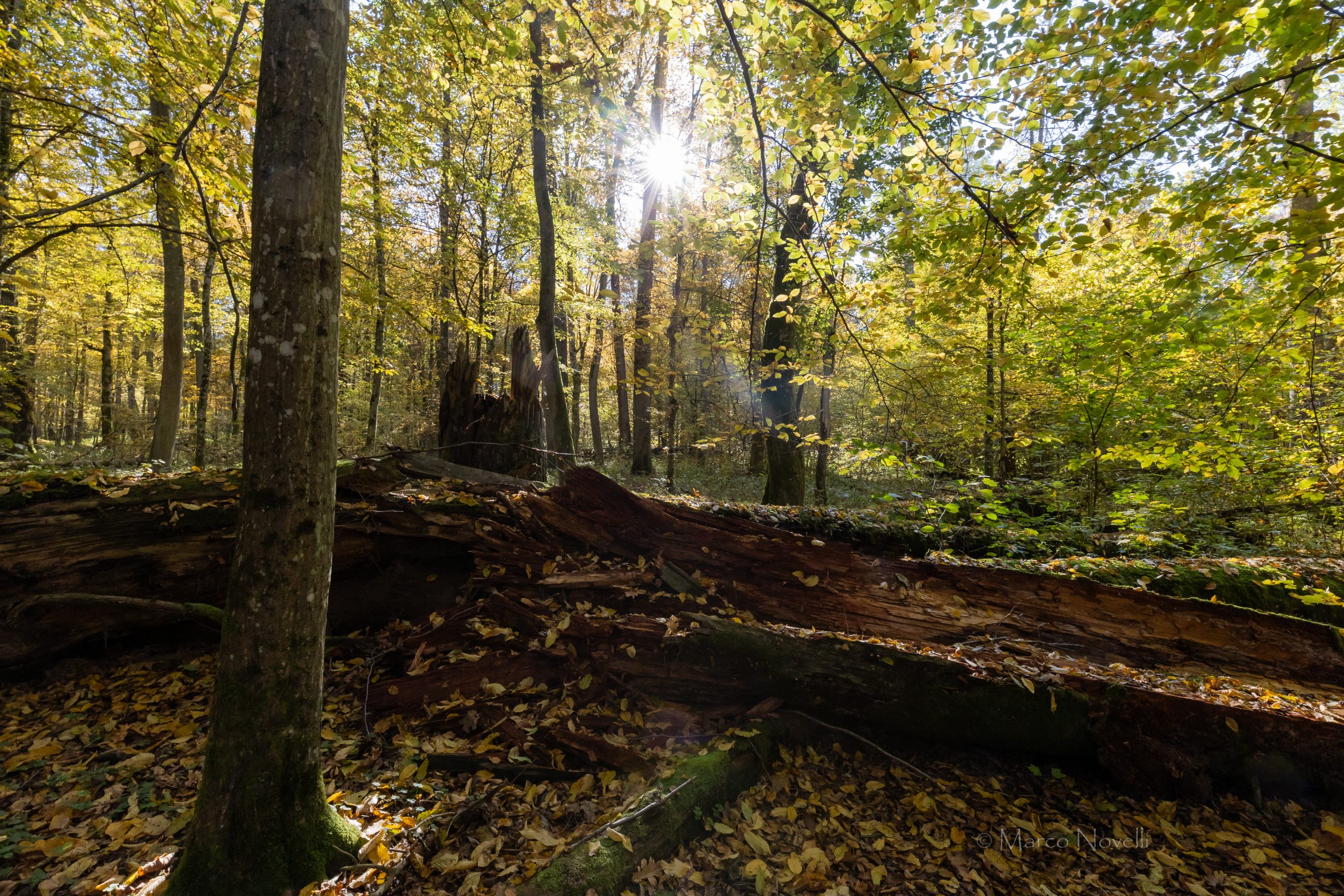 M. Novelli -147 foresta