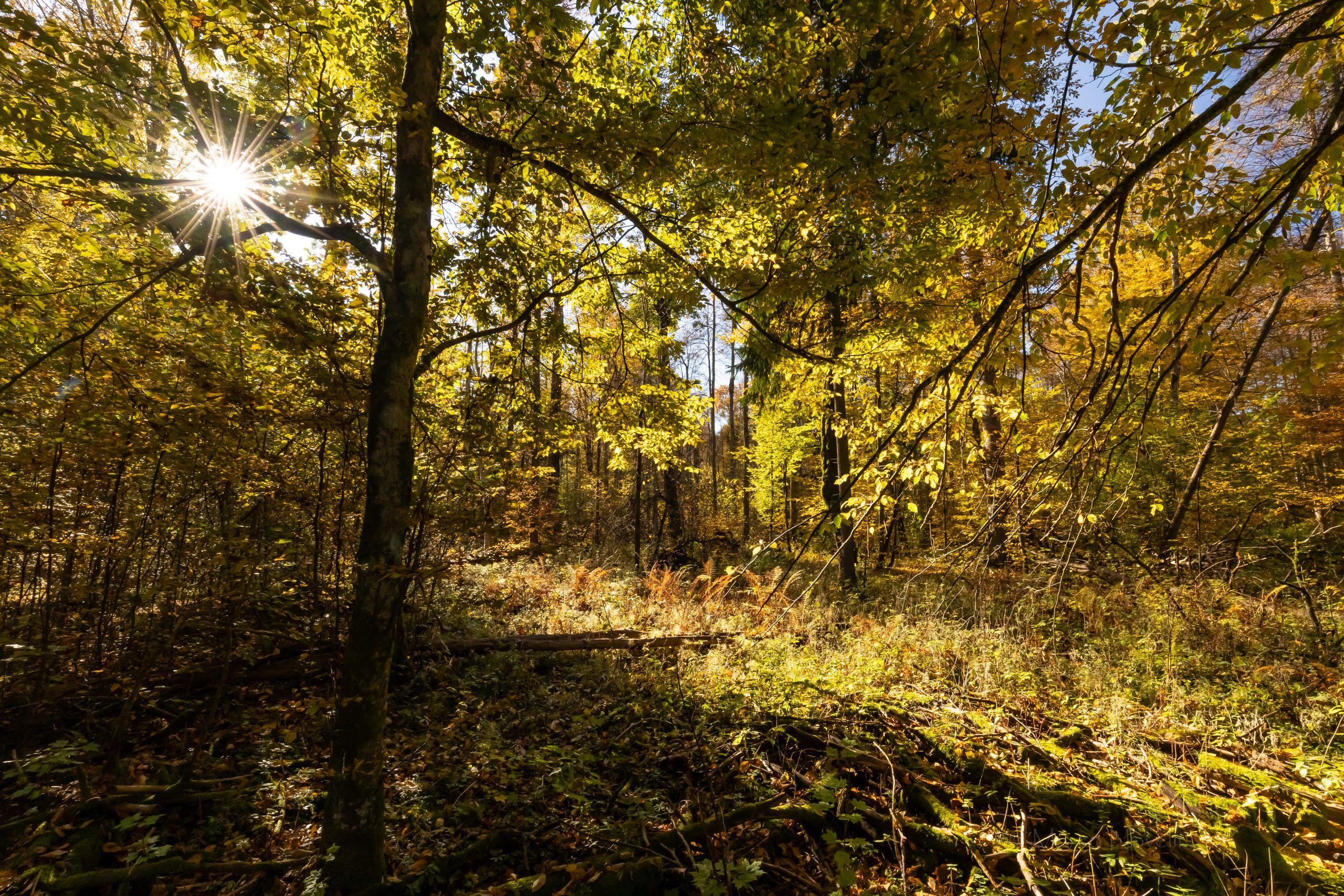 Marco Novelli -144 foresta