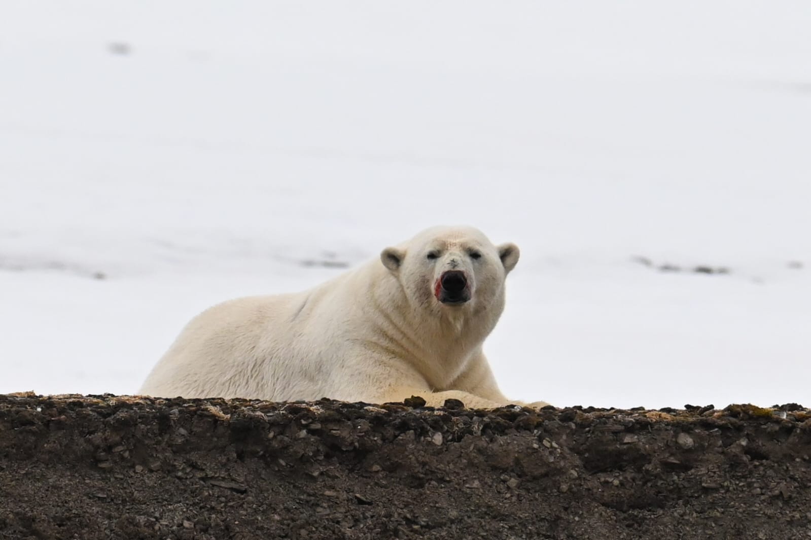 orso polare13