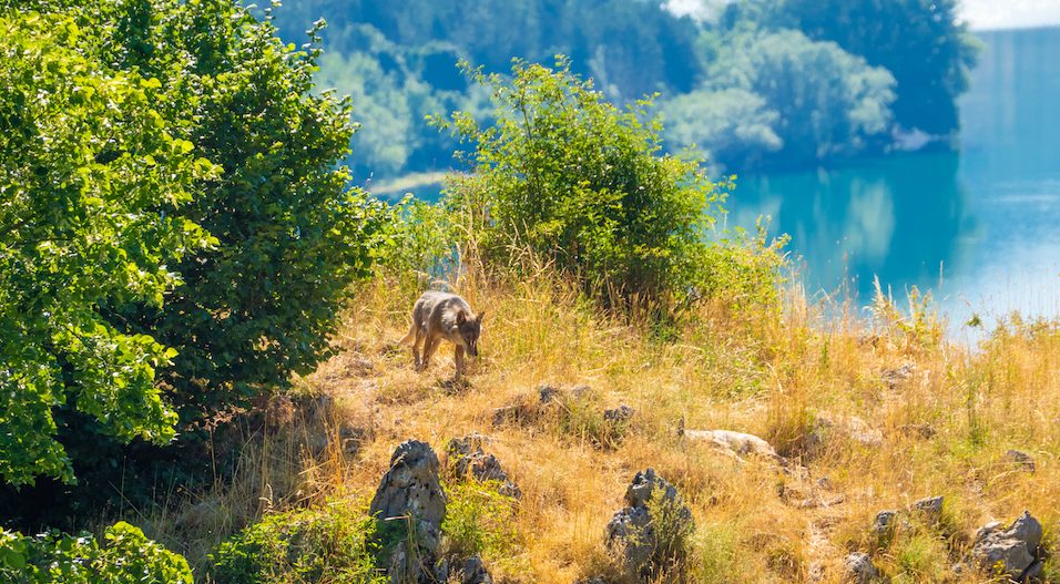 Parco nazionale d'Abruzzo lupo viaggi WWF Travel