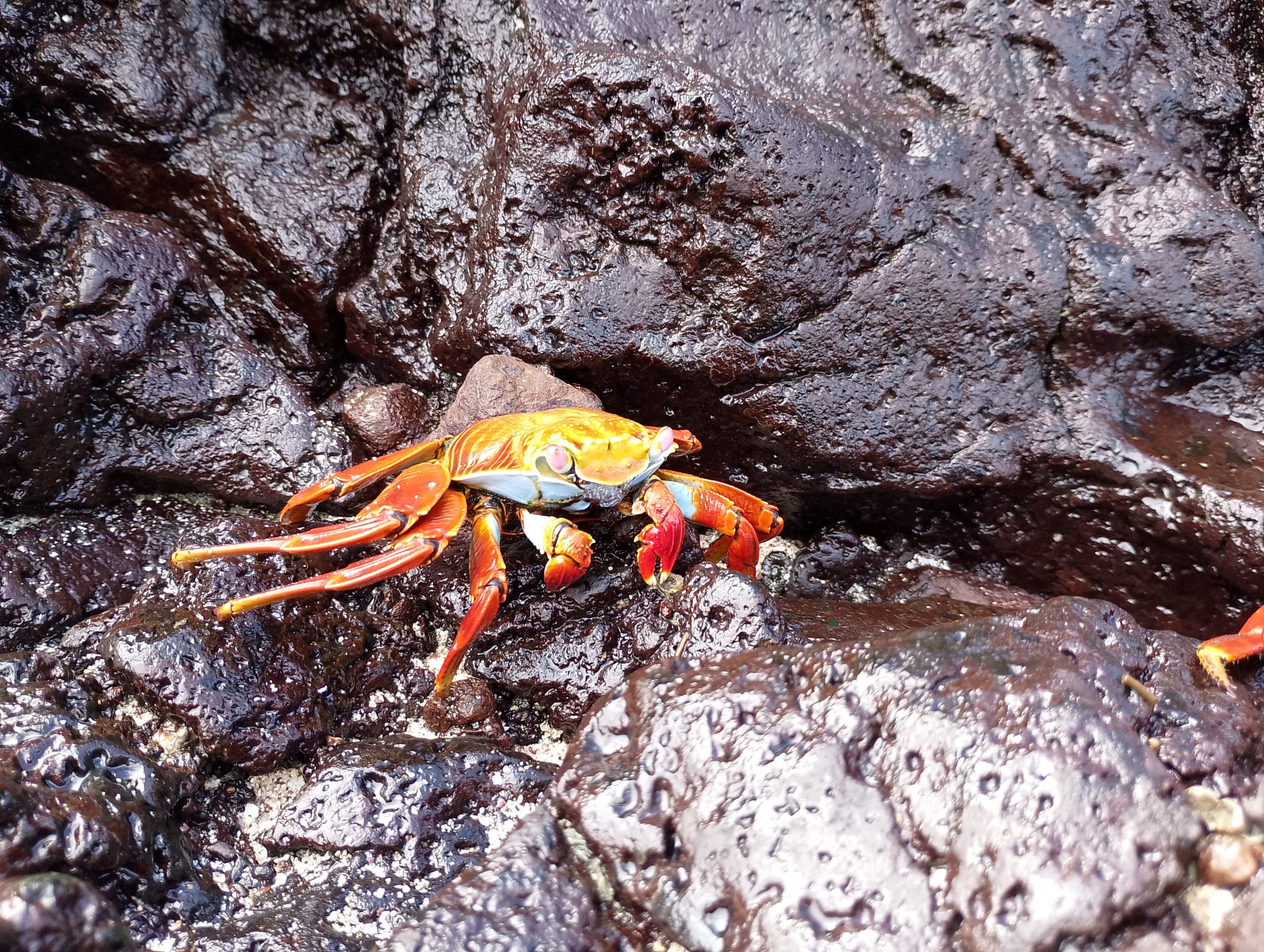Giorno5_SallyLighfootCrab@SanCristobal