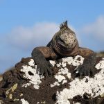 Galapagos_WWF Travel
