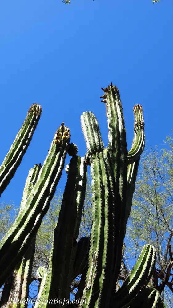 Cabo Pulmo-0928_