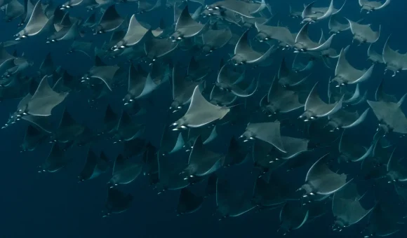 FreedivingCaboPulmo-5549-2_