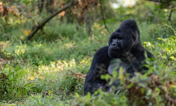 Gorilla di montagna