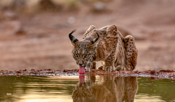 lince-spagna