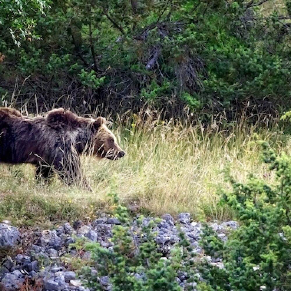 Orso Parchi nazionali viaggi WWF Travel
